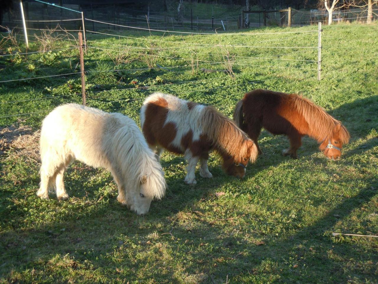 Whispering Spirit Holiday Cottages & Mini Ponies Franklin Eksteriør billede