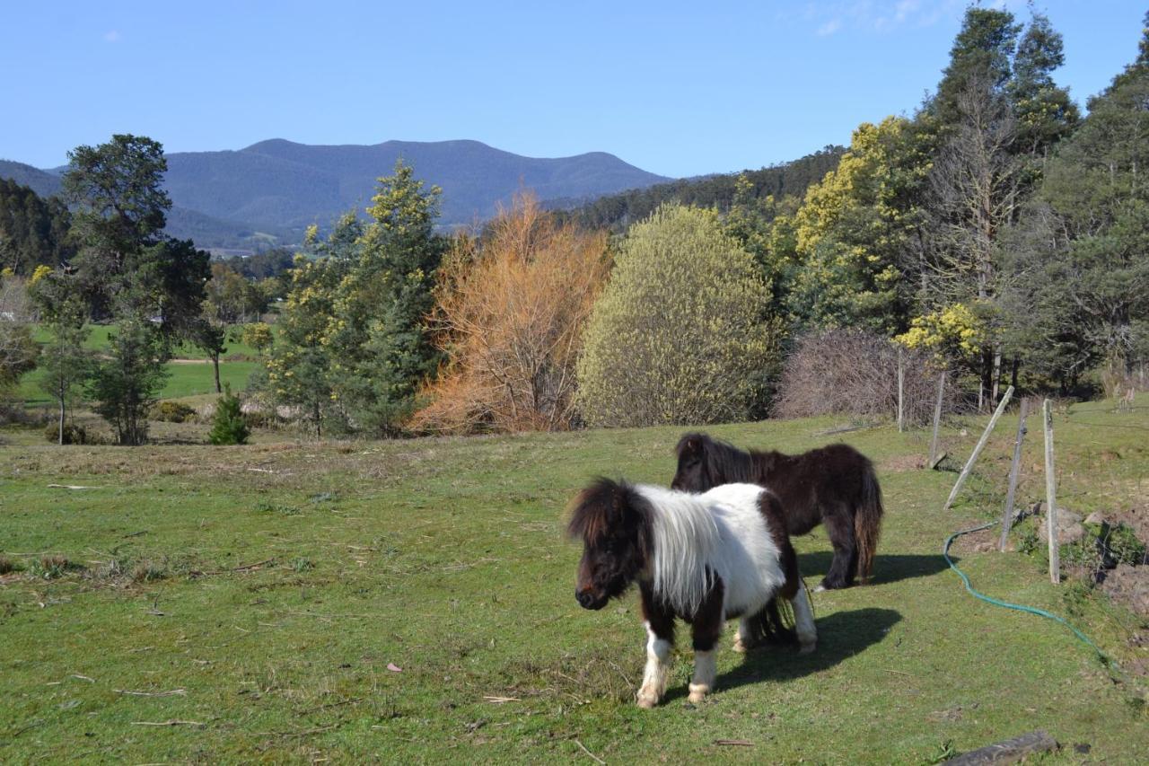 Whispering Spirit Holiday Cottages & Mini Ponies Franklin Eksteriør billede